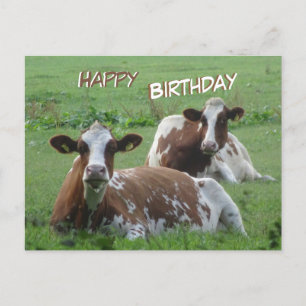 Deux Vaches Brown blanches mignonnes Carte postale