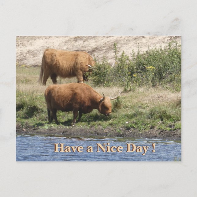 Deux vaches brunes Cust. Bonne journée carte posta (Devant)