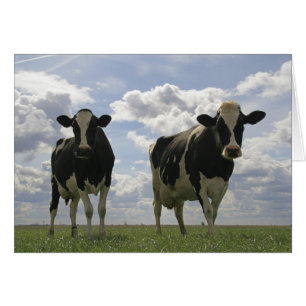 Deux vaches frisonnes