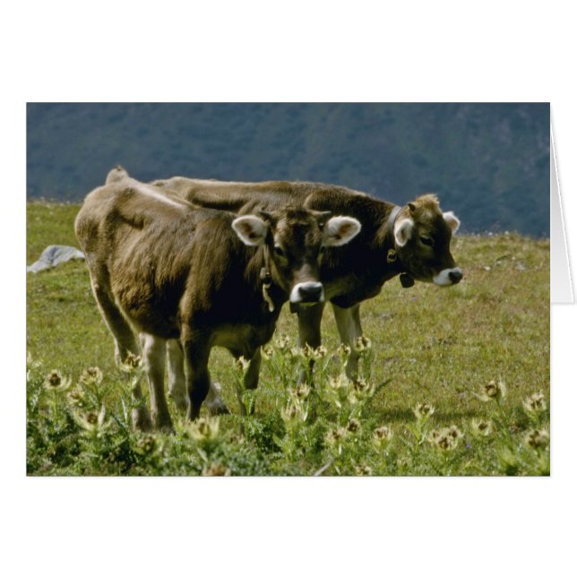 deux vaches jaunes (Devant horizontal)