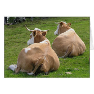 Deux vaches reposant