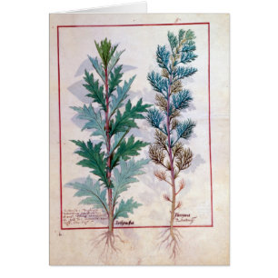 Deux variétés d'Artemesia