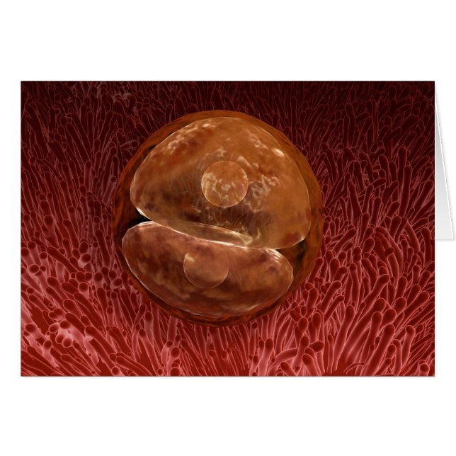 Développement de Zygote : 24-36 Heures (Devant horizontal)