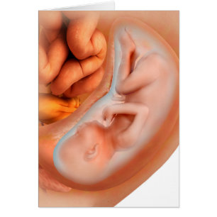 Développement Du Foetus À 36 Semaines