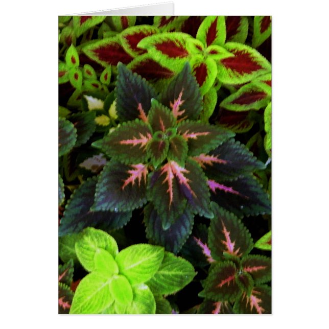 Devenez écolo_ (Devant)