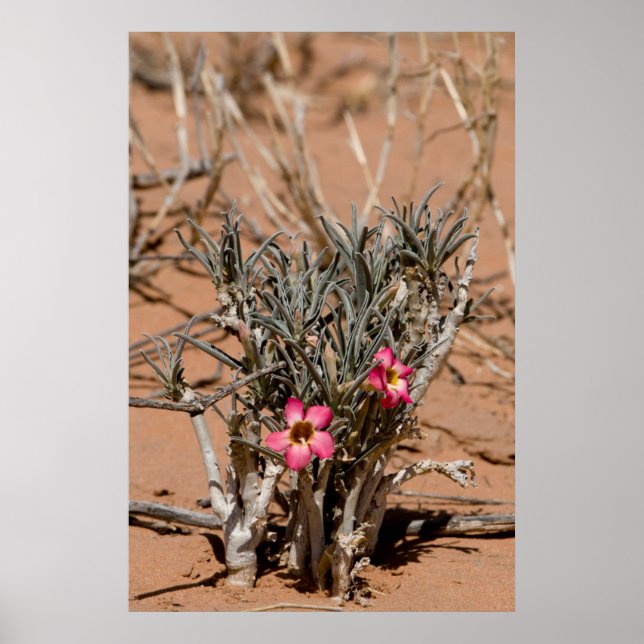 Devil Claw Flowers After Rain In A Desert Poster (Front)