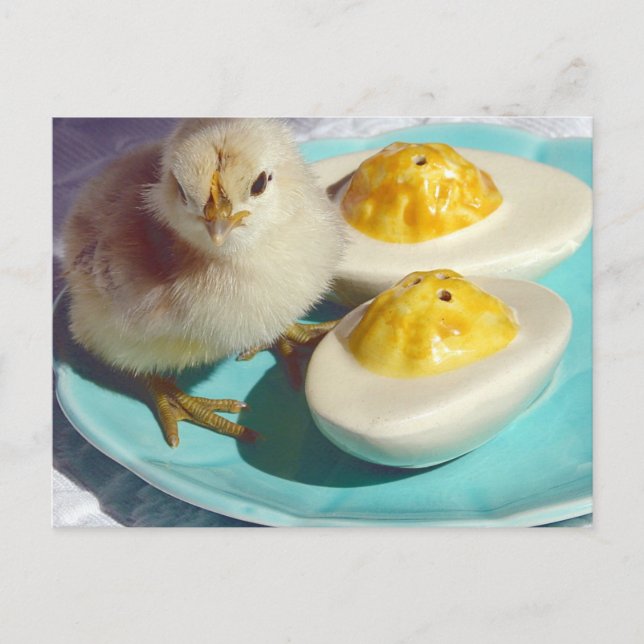 Deviled Eggs and the Chick Postcard (Front)