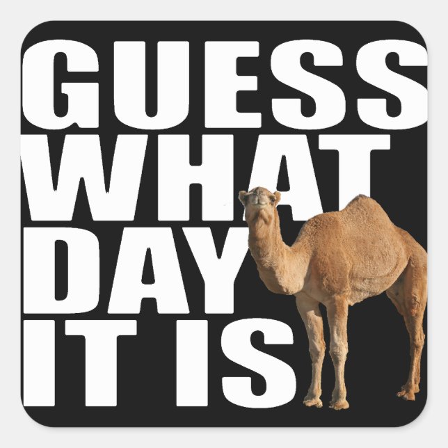 Devinez Quel Jour C'Est Hump Day Camel Stickers (Devant)
