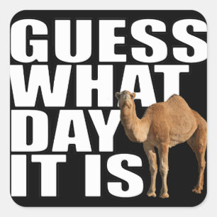Devinez Quel Jour C'Est Hump Day Camel Stickers