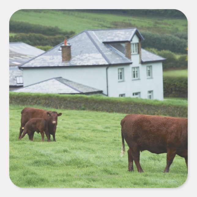 Devon, England Square Sticker (Front)