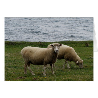 Devon longwool mouton sur la côte éloignée du sud 