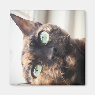 Devon Rex Cat Magnet