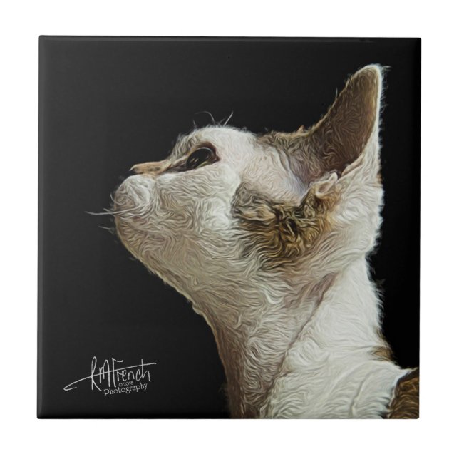 Devon Rex Kitten Tile (Front)
