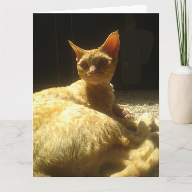 devon rex orange card (Front)