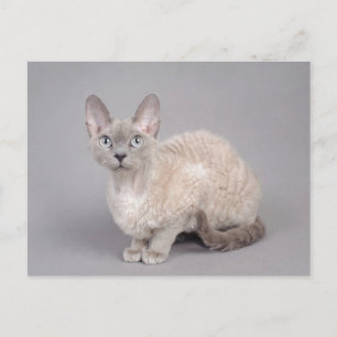 Devon rex postcard