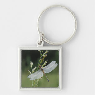 Dew covered Darner Dragonfly Keychain
