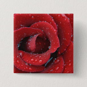 Dew covered red rose decorating grave site in 2 inch square button