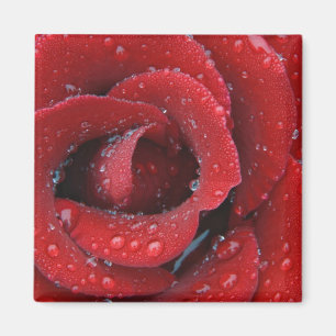 Dew covered red rose decorating grave site in magnet