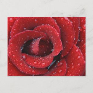 Dew covered red rose decorating grave site in postcard