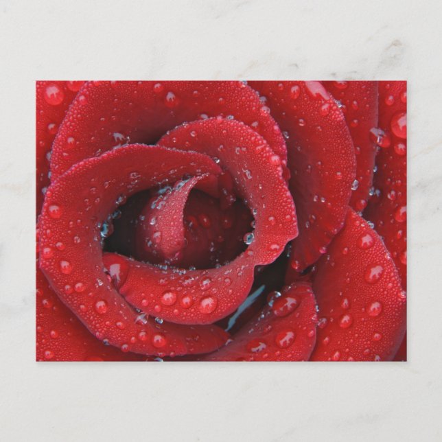 Dew covered red rose decorating grave site in postcard (Front)