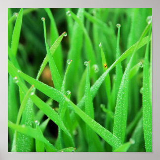 Dew Crowned Grass Poster