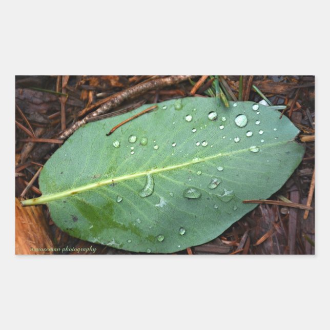 Dew Dappled Leaf Sticker (Front)