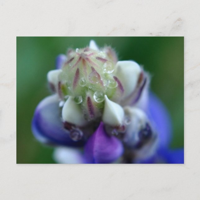 Dew Dappled Lupine Postcard (Front)