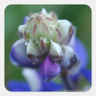 Dew Dappled Lupine Square Sticker