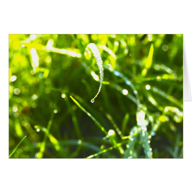 Dew Drop (Front Horizontal)