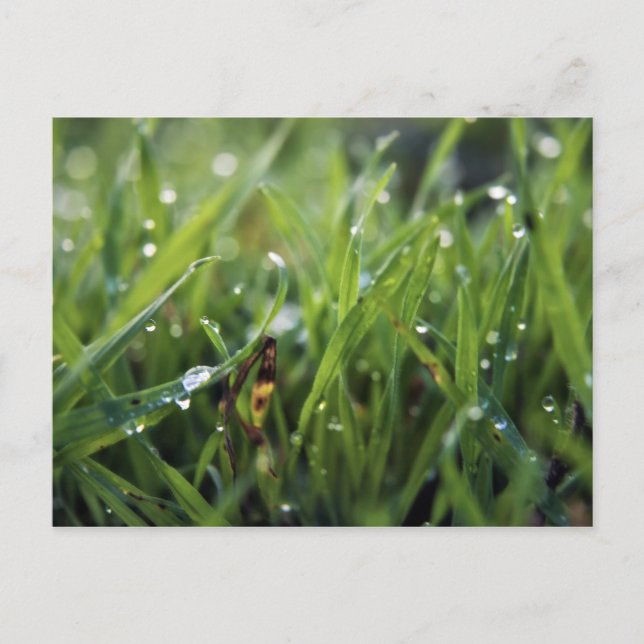 Dew Drop Grass Gardening carte postale (Devant)