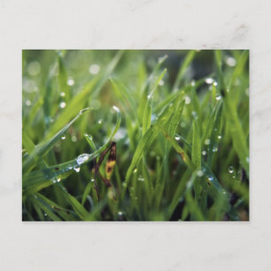 Dew Drop Grass Gardening postcard