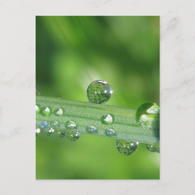 Dew Drop on Green Grass Peaceful Nature Postcard (Front)