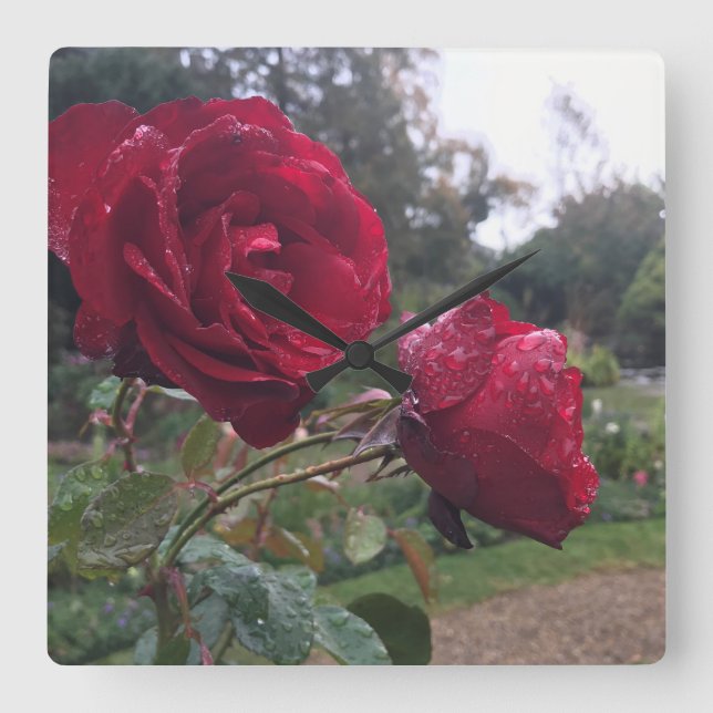 Dew Drop Roses Square Wall Clock (Front)