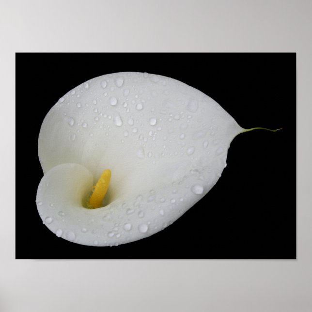 Dew drop White Arum Lily Poster (Front)