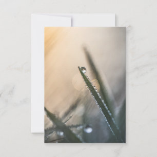 Dew Droplet on Grass floral nature Photo Card