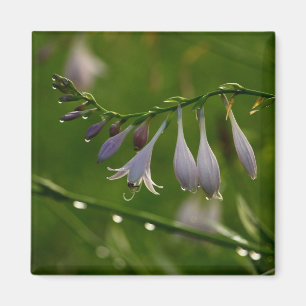 Dew Drops on a hosta blossom Magnet