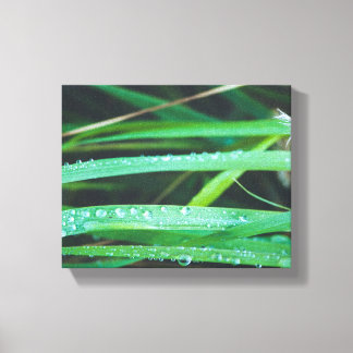 Dew drops on blades of grass canvas print