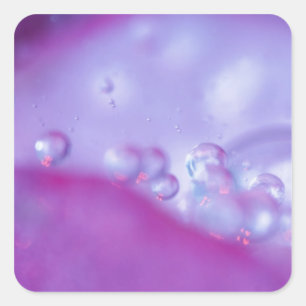 Dew drops on flower petal abstract. Credit as: Square Sticker
