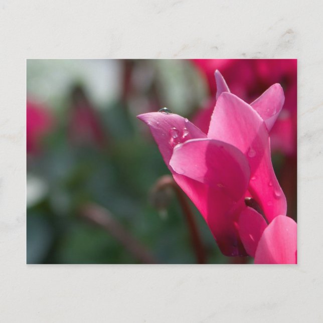dew drops on flower postcard (Front)