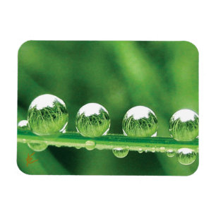 Dew Drops On Green Grass Elegant Nature Magnet
