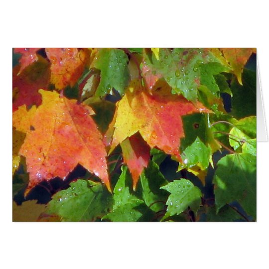 Dew Drops On Maple Card