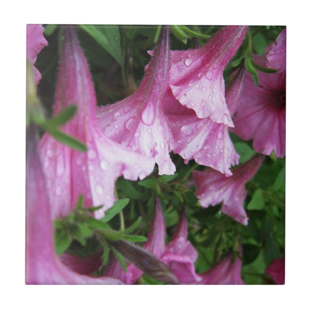 Dew Drops on Pink Flowers Tile (Front)