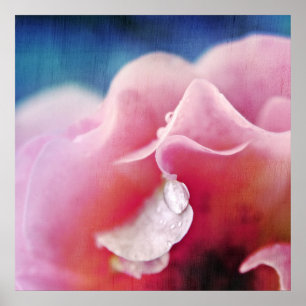 Dew drops on Pink Rose Macro Abstract Poster