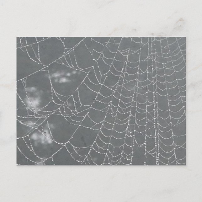 Dew Drops Spider Web DIY Postcard (Front)