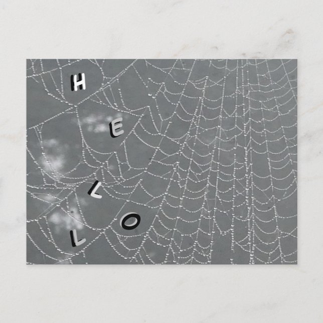 Dew Drops Spider Web HELLO Postcard (Front)