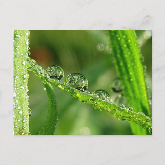 Dew Drops Water Slide Playful Nature Postcard (Front)