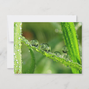 Dew Drops Water Slide Playful Nature Postcard