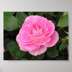 Dew Kissed Rose Poster