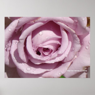 Dew on a Lavender Rose Poster