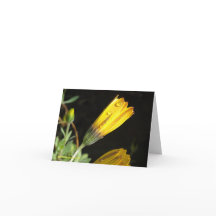 Dew on a  Yellow Daisy - Note Card